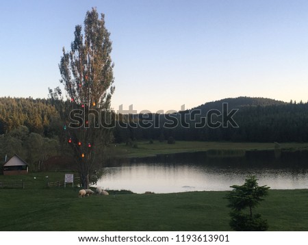 The Lake İn The Forest