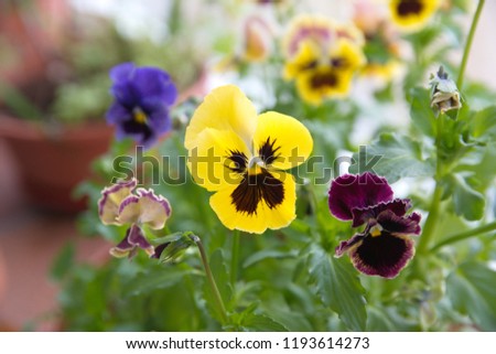 Viola, Common Violet, Viola tricolor
