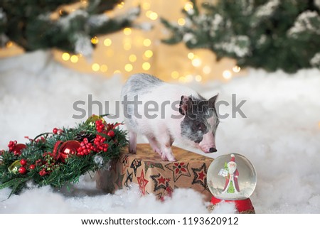 little cute pig stands on a festive box.Postcard for New year or Christmas, symbol of the year