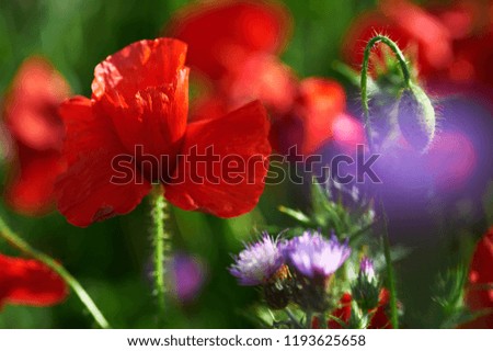 Poppies in spring