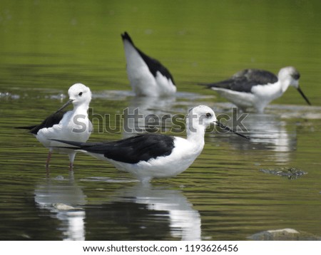 Group of Black-winged Stilts in a pond, hunting for catches, these are migratory birds, common stilt or pied stilt