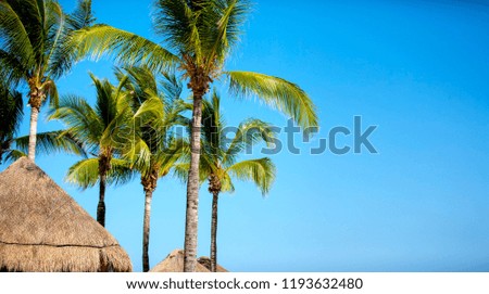 Palm trees against a clear blue sky on the Caribbean Coast in the Riviera Maya, Mexico, a tropical paradise above thatched straw parasols