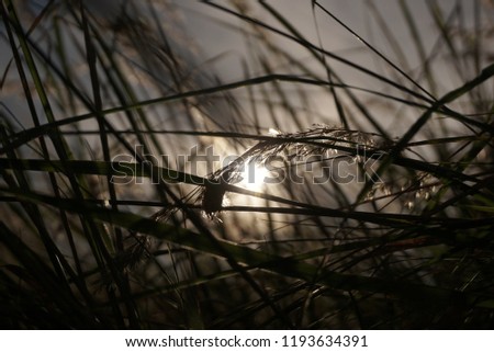 Close-up dry grass field over the setting sun 