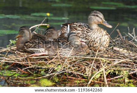 mother and chicks in the ducks nest