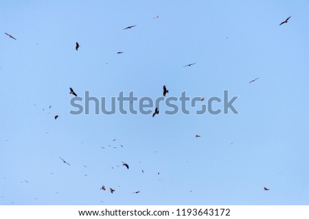 a lot of bird kite in the sky over the fields