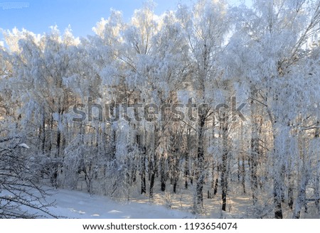 Winter landscape on a clear Sunny frosty day, the branches of trees in the forest are covered with thick frost.