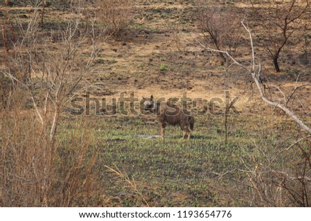 Brown Hyena following pride of lions in Pilanesberg National Park, South Africa