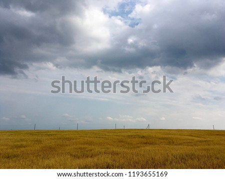 The yellow autumn agriculture wheat grain field under the blue sky 