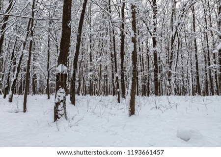 Winter forest. Trees under the snow. Nature. Landscape.