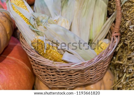corn cobs in a basket, fall and autumn seasonal concept for holidays
