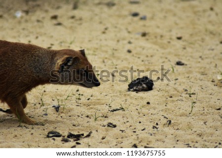 A mongoose hunting walking and searching around for food in it's african desert habitat.