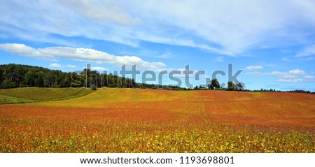 Soybean field in fall time