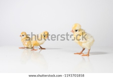 3 yellow baby chicks on a white background. Cute picture with a group of newborn chicks