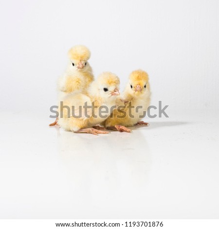 3 yellow baby chicks on a white background. Cute picture with a group of newborn chicks