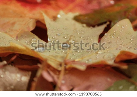 Colorful Autumn Maple Leaves in Light Dew