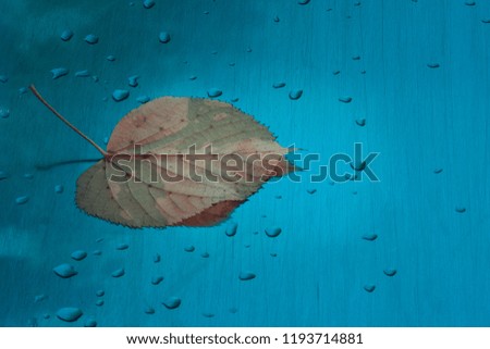 Autumn fallen leaf on a blue metal surface covered with transparent water droplets Beautiful charming nature
