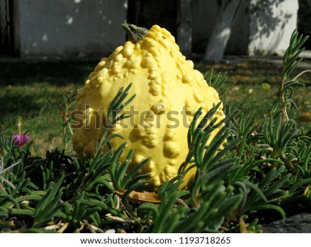 Beautiful yellow decorative pumpkin as an ideal solution for yard fall decoration 