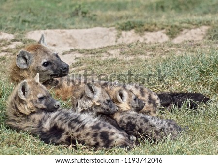 Spotted Hyena Clan