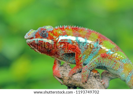 Beautiful colof of chameleon panther on branch, animal closeup