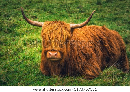 Scottish Highland Cow in field with big horns and long hair, Scotland.