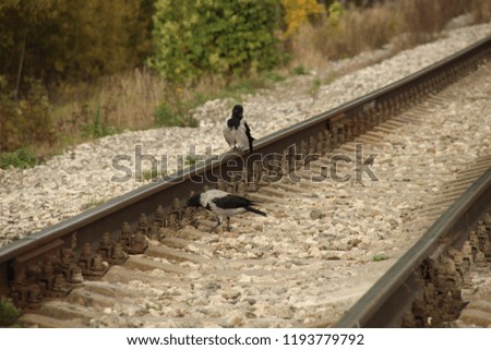 magpies on the rail road gravel waiting for the train