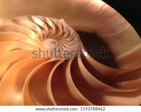 nautilus shell symmetry cross section spiral structure Fibonacci growth golden ratio background mollusk (nautilus pompilius) copy space half split pearl stock, photo, photograph, image, picture
