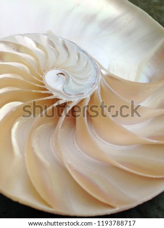 nautilus shell symmetry Fibonacci sequence golden ratio cross section spiral  background mollusk (nautilus pompilius) copy space half split pearl stock, photo, photograph, image, picture
