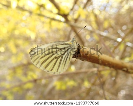 Front view close up of a beautiful yellow and black patterned butterfly resting on a forsythia shrub twig in early spring in Canada
