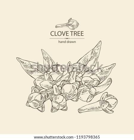 Clove tree: buds and leaves of cloves. Vector hand drawn illustration.