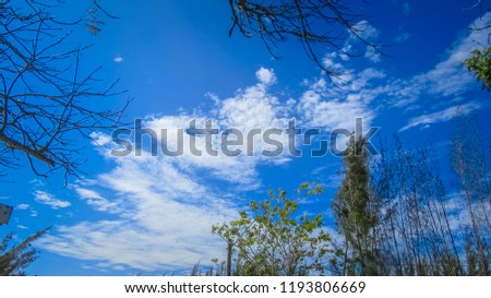 Photos of trees with beautiful blue sky