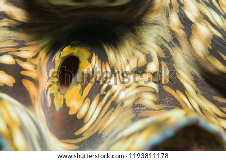 Macro underwater photography of a Giant Clam detail. The picture was taken in Koh Tao Island, Tanote Bay dive site, Thailand.