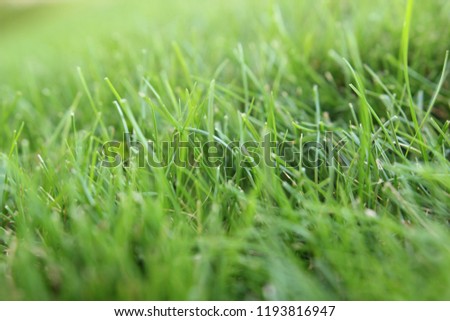 Green grass. Sunny day.