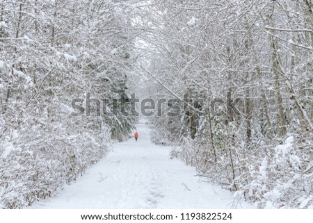 snowy tree lined path