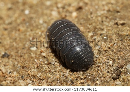wood louse on the front yard 