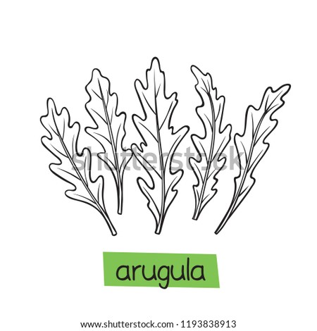 Arugula hand drawn vector illustration. Culinary herbs.