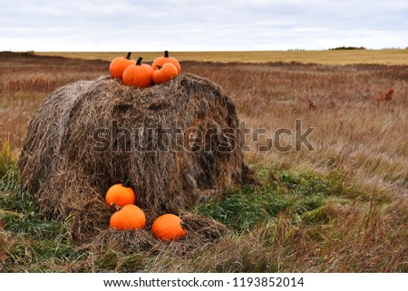 An image of several pumpkin on a hay bale. 