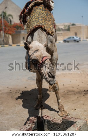 Dromedary portraiture. Picture taken in Cairo street, in the area in front of the Giza pyramids. This Dromedary is used for touristic trip in the pyramids complex area. Egypt.