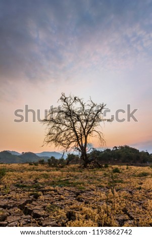 the beauty of sunset with the foreground of exotic old trees