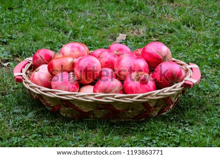 Photo Picture of an Exotic Fruit Red Pomegranate 