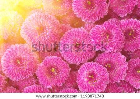 Purple flowers background with sunlight rays