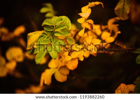 Photo of dog-rose leaves and berries. Golden autumn