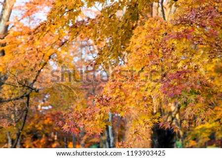 Foliage with fall Autumn leaves on trees in Japan. Karuizawa is a mountain resort town and a shopping street of Nagano Prefecture, Japan