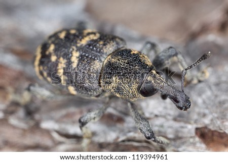 Snout beetle (Hylobius abietis) macro photo