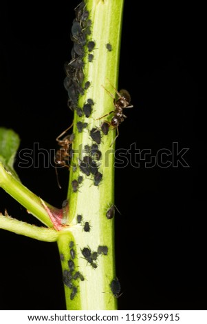 Ant and plant louse on green stem
