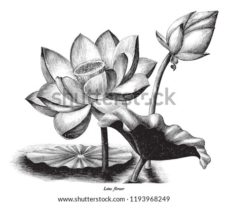 Lotus flower botanical vintage engraving illustration clip art isolated on white background