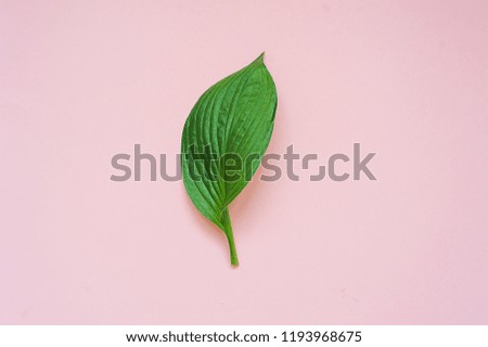 Tropical leaves on pink background. Minimal nature concept. Flat lay.