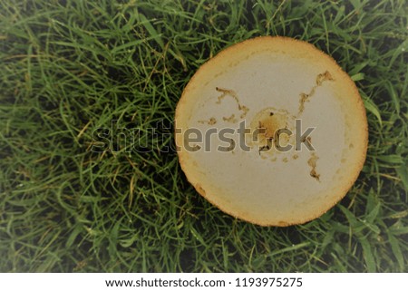 picture of mushroom edited to give a different shade of brown and yellow in grass