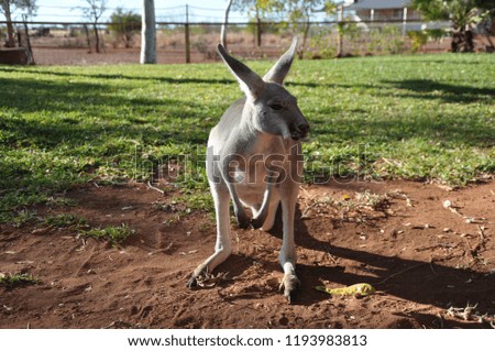 Close up kangaroo joey orphan on red dirt with grass