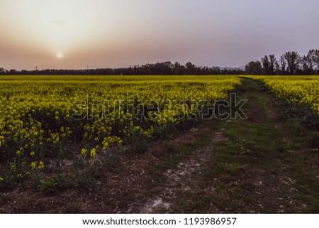 Sunset with sand suspended in the atmosphere, coluring the sky red, over some cultivated fields with yellow flowers