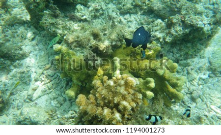 Philippines underwater coral reef photos 